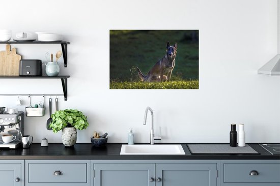 Un Malinois veille sur son pâturage Poster 90x60 cm - Tirage photo sur Poster (décoration murale salon / chambre) / Poster Animaux domestiques