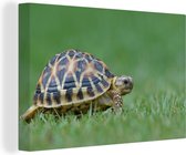 Tortue sur herbe Toile 180x120 cm - Tirage photo sur Toile (Décoration murale salon / chambre) / Animaux Peintures sur toile XXL / Groot format!