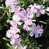 6x Phlox (S) ‘Candy Stripes’ - Vlambloem - Pot 9x9 cm