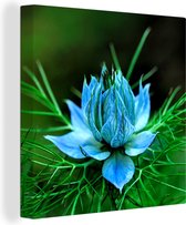 Canvas Schilderij Lichtblauwe nigella bloemen - 50x50 cm - Wanddecoratie