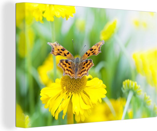 Un papillon sur une toile Aster jaune 30x20 cm - petit - Tirage photo sur toile (Décoration murale salon / chambre)