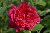 Thomas A. Beckett | Engelse roos | David Austin | Rood | Struikroos | Doorbloeiend | Wortel
