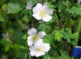 Rosa omeiensis Pteracantha | Struikroos | Wit | 1,5 meter hoog | Sterke geur | Wortel