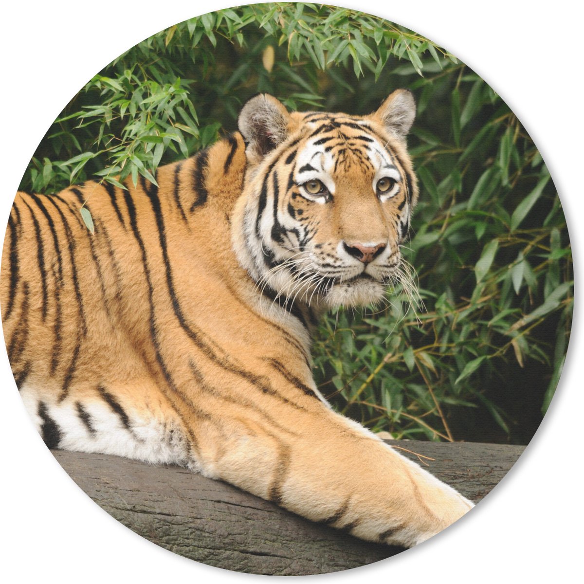 Muismat rond 30x30 cm - Mousepad Tijger - Boom - Bladeren - Ronde muismatten