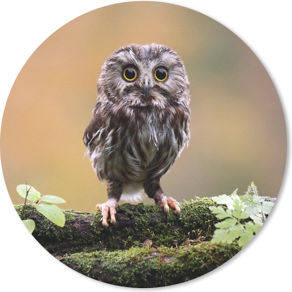 Muismat rond 50x50 cm - Mousepad Kleine uil - Ronde muismatten