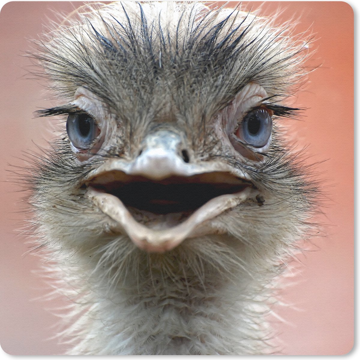 Muismat 30x30 cm - Mousepad Close-up struisvogel - Muismatten