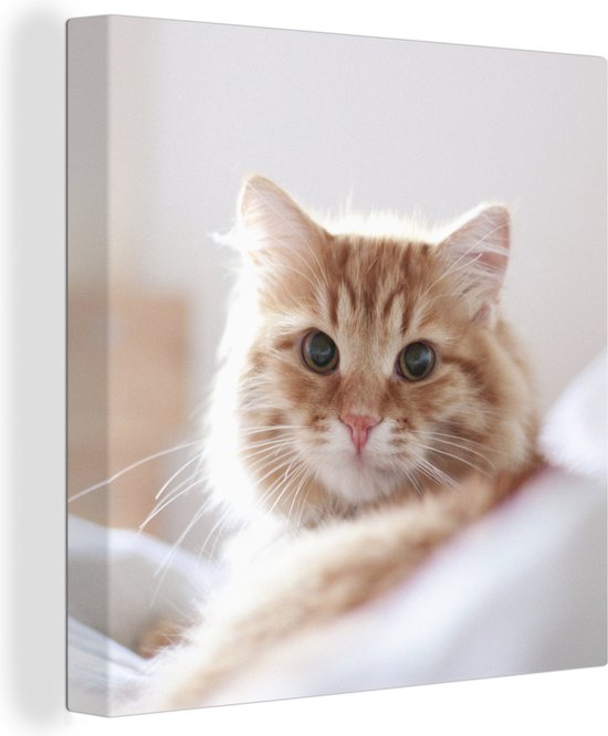Schilderij kat - Oranje - Wit - Bed - Close up - Canvas kat - Katten schilderij - Wanddecoratie - 20x20 cm