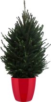 FloraExpert - Picea - 110 Cm - Ø 30