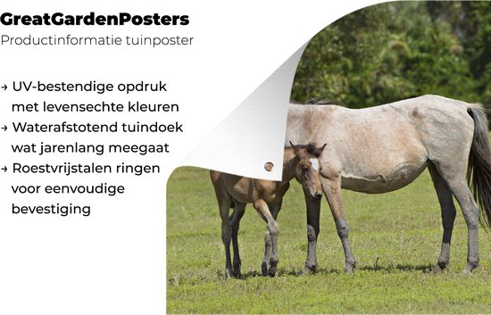 Posters de jardin Paarden - Herbe - Ombre - 50x50 cm - Toile de jardin - Affiche extérieure