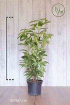 10 stuks | Laurier Genolia ® Pot 50-60 cm | Standplaats: Half-schaduw | Latijnse naam: Prunus laurocerasus Genolia ®