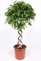 Kamerplant van Botanicly – Treurvijg – Hoogte: 130 cm – Ficus benjamina Exotica