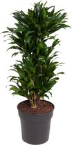 Kamerplant van Botanicly – Drakenboom – Hoogte: 85 cm – Dracaena fragr. Compacta