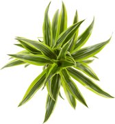 Kamerplant van Botanicly – Drakenboom – Hoogte: 65 cm – Dracaena derem. Lemon Lime