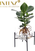 Kamerplant van Botanicly – Varkensboom in glas met stander als set – Hoogte: 35 cm – Clusia