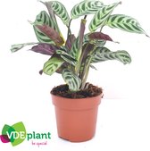 Kamerplant van Botanicly – Ctenanthe – Hoogte: 25 cm – Ctenanthe Burle Marxii