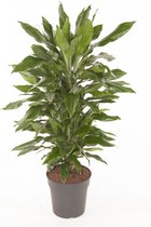 Kamerplant van Botanicly – Drakenboom – Hoogte: 100 cm – Dracaena fragr. Janet Lind