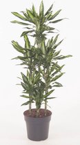 Kamerplant van Botanicly – Drakenboom – Hoogte: 120 cm – Dracaena fragr. Cintho