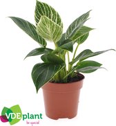 Kamerplant van Botanicly – Philodendron Mix – Hoogte: 25 cm, 1 tak