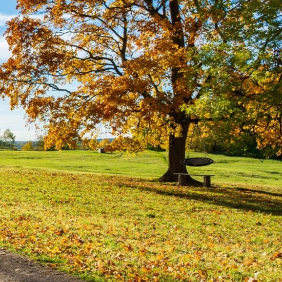 Zwarte ronde schommel hangt aan een boom met gele bladeren in de herfst. Een bankje staat ernaast.