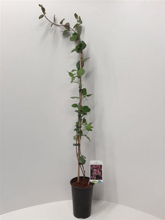 Plants Online - Tuinplanten - Klimplanten - Set van 1 - Lonicera periclymenum 'Serotina' - 2 liter pot - Plant 60-80 cm