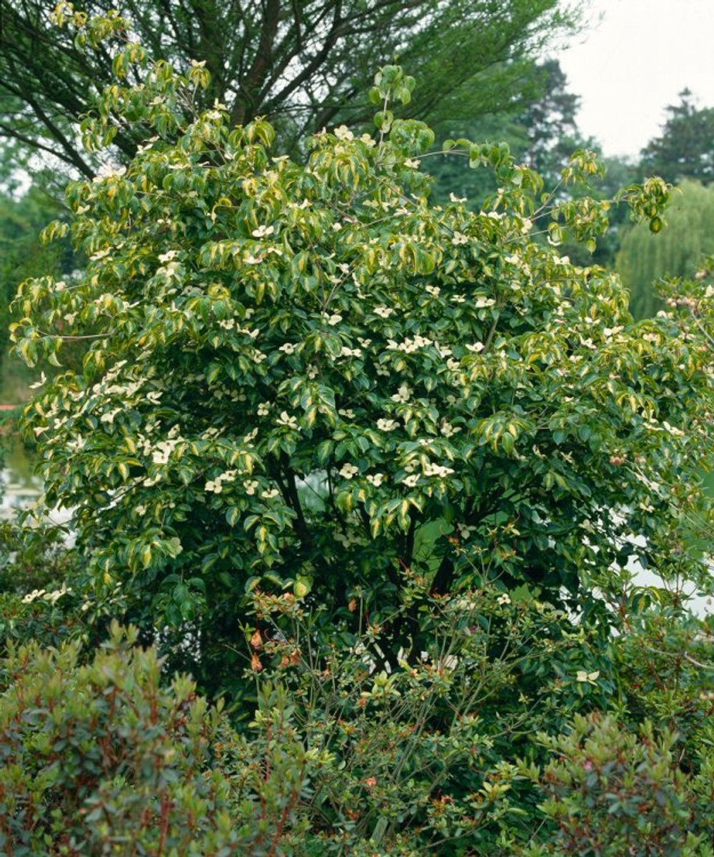 Arbustes de haie - Un ensemble 1 - Cornus florida - (5L) 40-50 cm