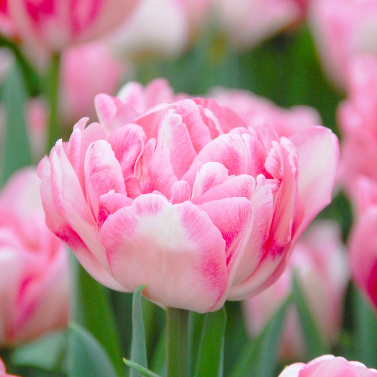 Tulp Foxtrot | 10 stuks | Dubbel vroeg | Roze | Wit | Tulpenbollen