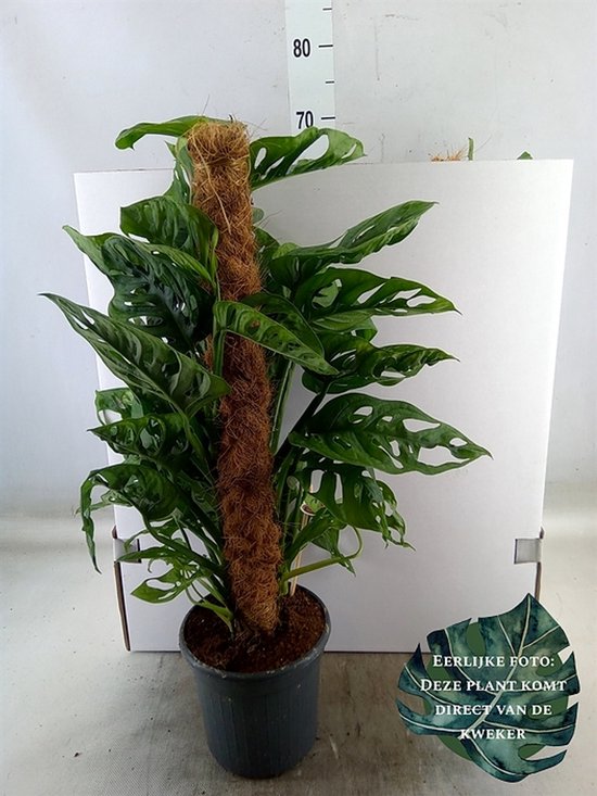 Monstera obliqua 'Monkey Mask' - Hoogte 70cm - Potmaat 16cm - Luchtzuiverende Kamerplant - Plant binnen