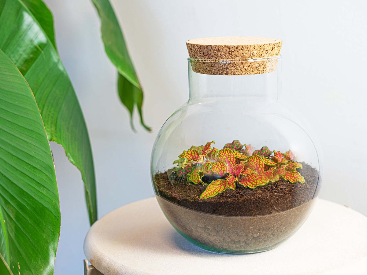 Terrarium DIY Kit - DIY Terrarium Online | Florazo