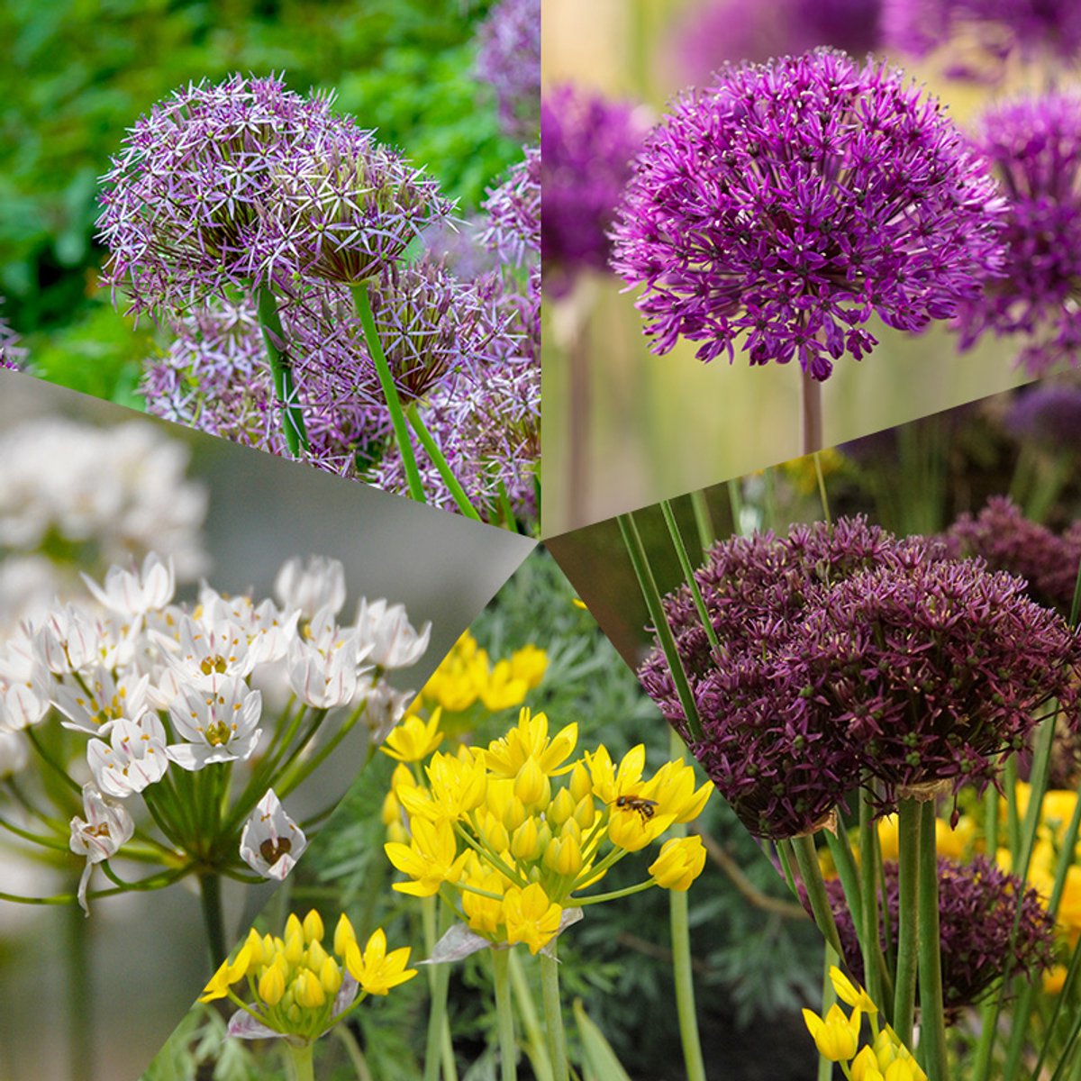 Bloembollen Mix Alliums | 250 stuks | Geel | Lila | Wit | Paars