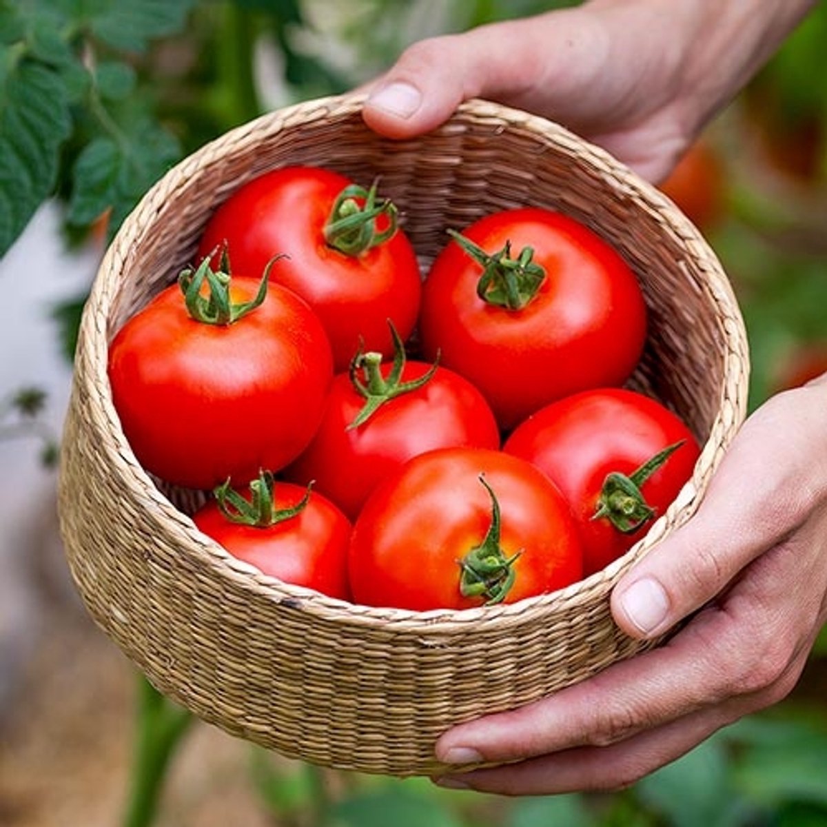 Tomaten zaden - Tomaat Ace 55 VF