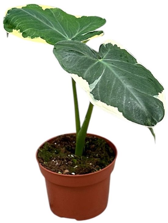 Alocasia Amazonica Polly - Skeletplant - P12 kopen