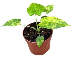 Alocasia Gageana Aurea Kamerplant Potmaat Ø10,5 cm |Vers Van De Kweker