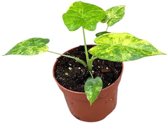 Alocasia Gageana Aurea Kamerplant Potmaat Ø10,5 cm |Vers Van De Kweker
