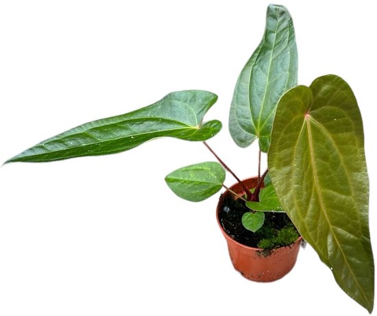 Anthurium Magnificum X Nigrolaminum Gigi Kamerplant Potmaat Ø10,5 cm |Vers Van De Kweker
