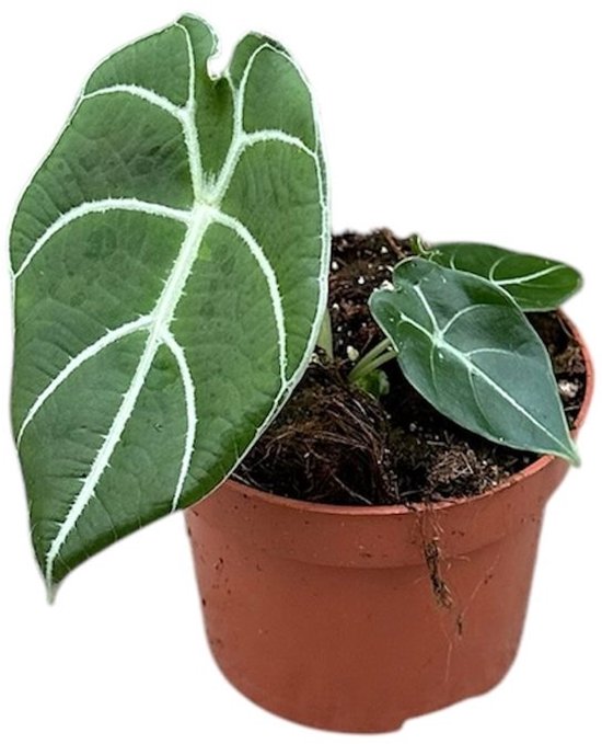 Alocasia Watsoniana Kamerplant Potmaat Ø10,5 cm |Vers Van De Kweker