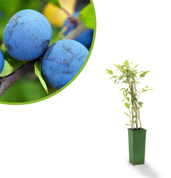 Blauwe Bes - Heidelbeere Bluecrop - Vaccinium corymbosum - bessenstruik - plant - eigen fruit kweken