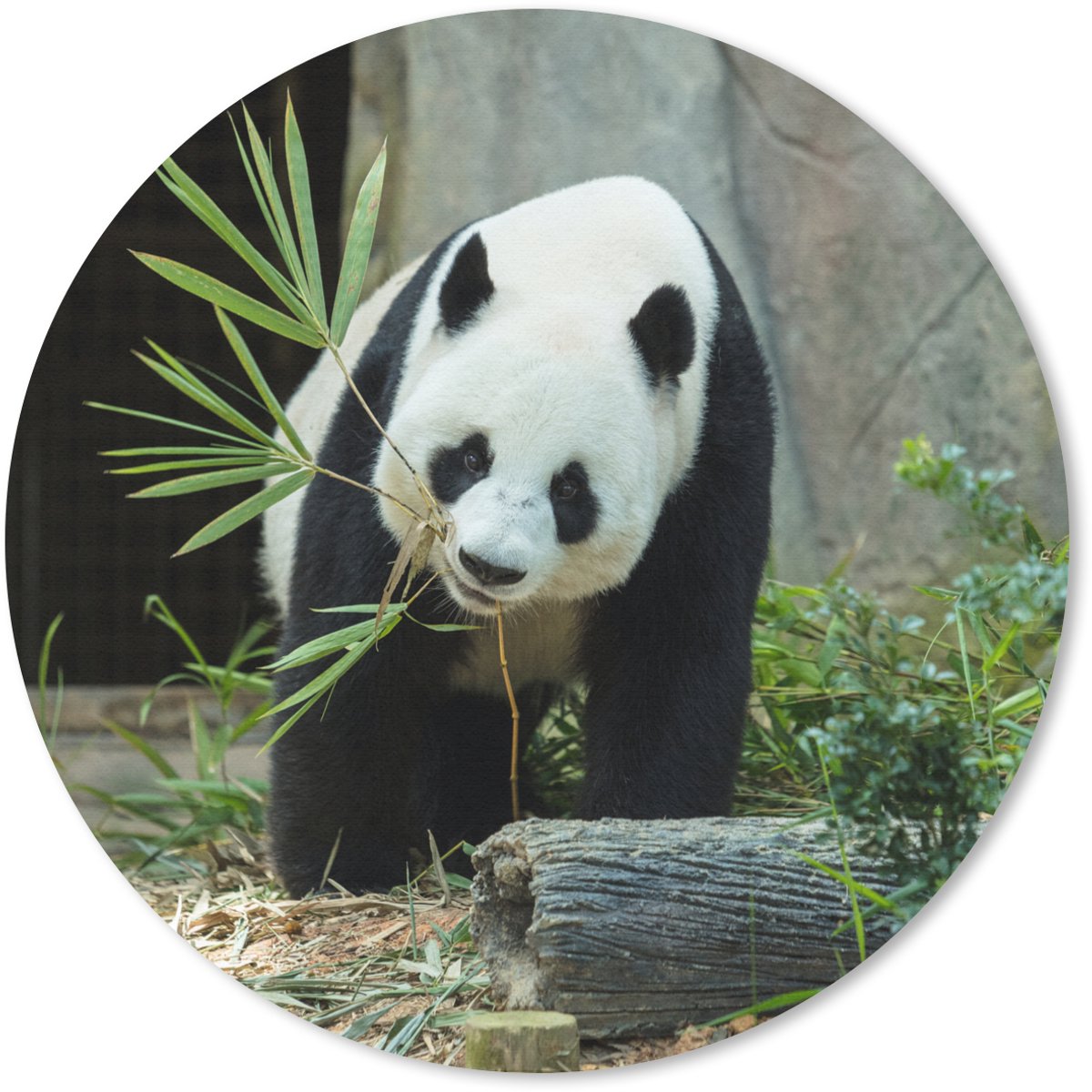 Muismat rond 50x50 cm - Mousepad Panda - Boomstam - Grot - Ronde muismatten