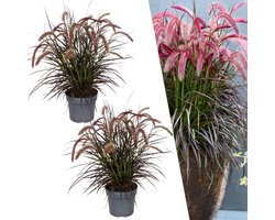 Plants by Frank | Lampenpoetsersgras rood XL planten | 2 x Pennisetum Tiny Tails Ø 19 cm ↨ 50 cm | Siergras winterhard | Vaste planten winterhard | Tuinplanten | Bloeiende grassen