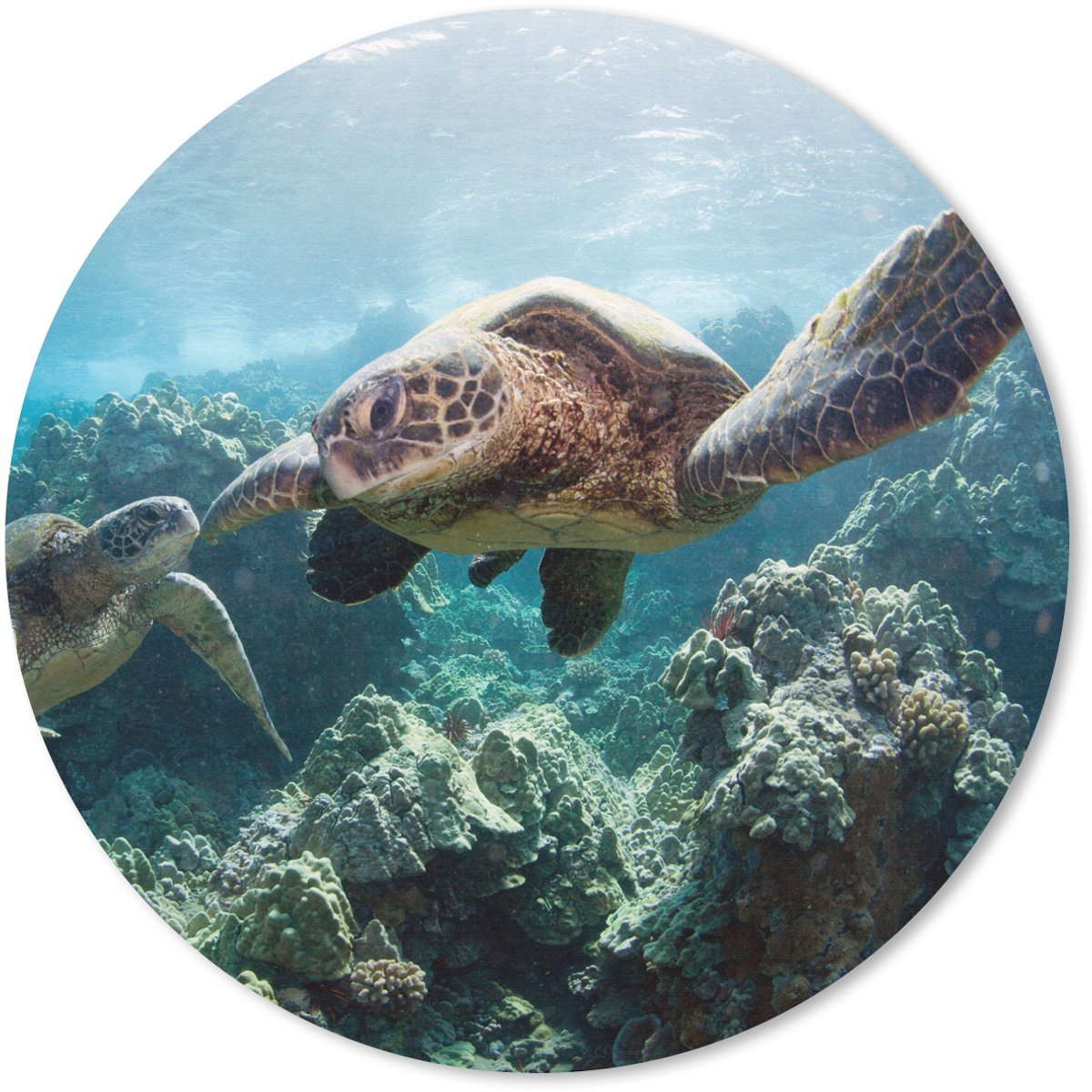 Muismat rond 50x50 cm - Mousepad Twee zeeschildpadden - Ronde muismatten