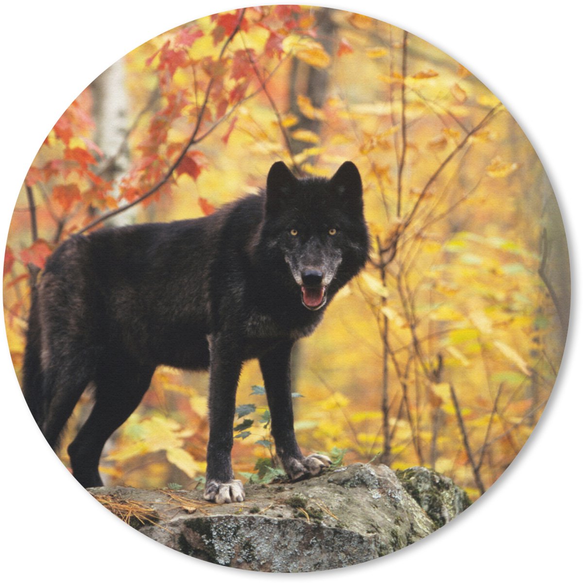 Muismat rond 40x40 cm - Mousepad Wolf - Rots - Boom - Ronde muismatten