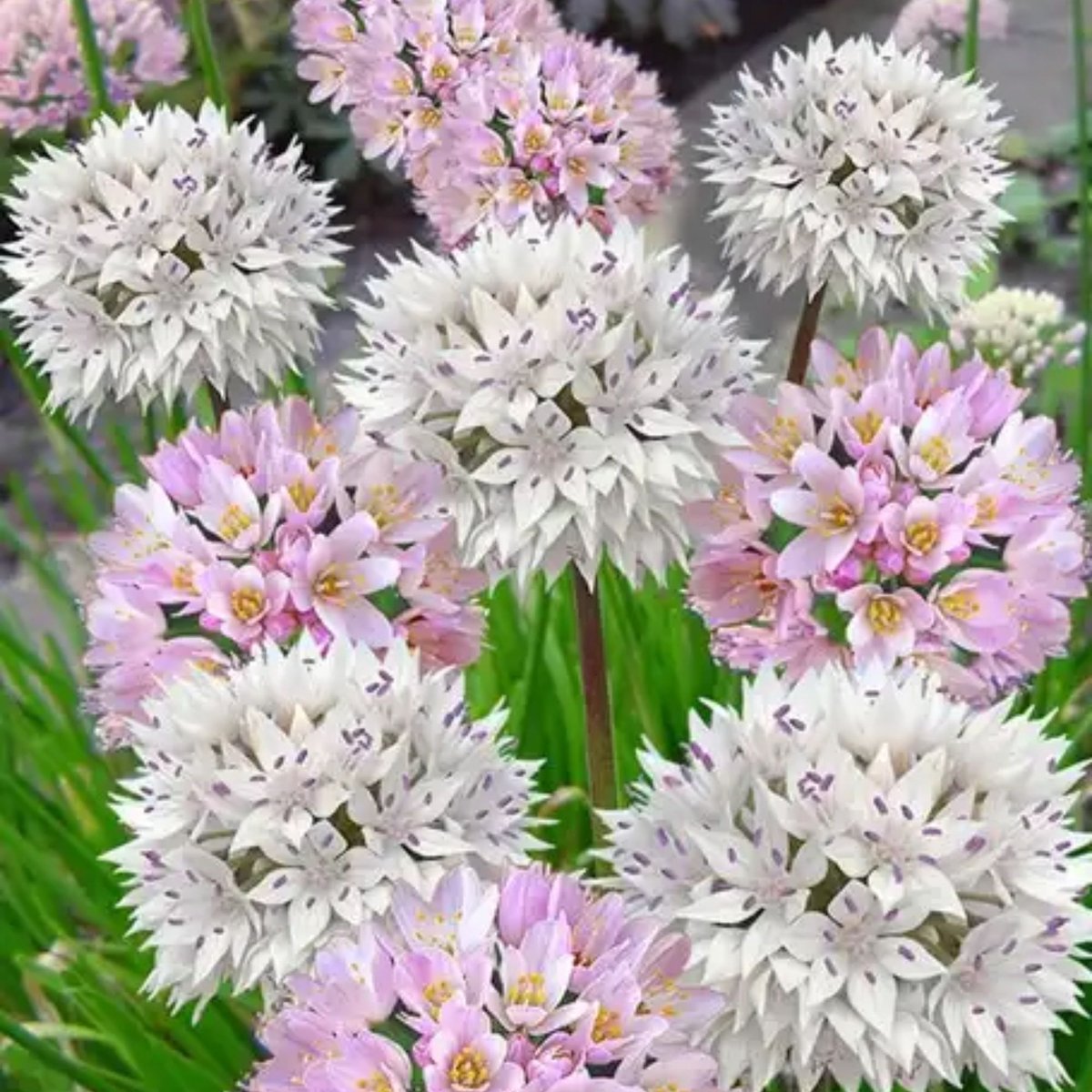Sierui (Allium) - Bee Delight Mix - Bijen-Vlinders - Snijbloemen - Zomerbollen - Voorjaarsbollen - bloeit in Juni / Juli