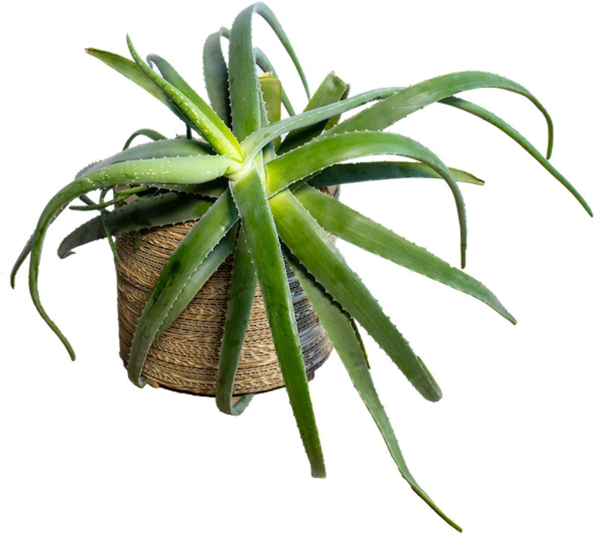 Kartonnen bloempot roos Maat L - Diameters 25 cm - Kartent