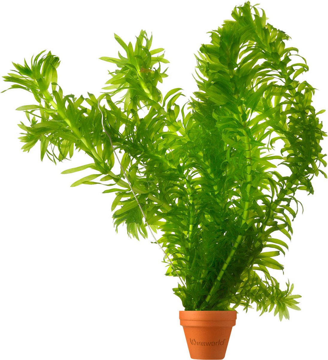 vdvelde.com - 5 Waterpest planten (Elodea densa) - Zuurstofplant voor vijver - Vijverplant - Waterplant - Zorgt voor helder water en vermindert algen - Winterhard en onderhoudsvriendelijk