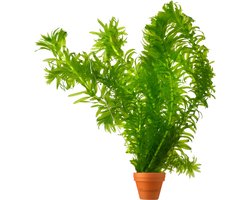 vdvelde.com - Waterpest 5 stuks - Zuurstofplant vijver winterhard