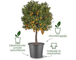 Elho Algarve Cilindro 25cm - Grote Bloempot voor Buiten - 100% Gerecycled Plastic - Tijmgroen