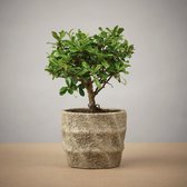 The Bonsaïst - Bonsai of Hanami - 4 Jaar - Inclusief Betonnen Pot - Gratis Verzorgingsgids - Gratis Certificaat van Echtheid