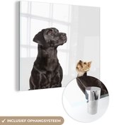 MuchoWow® Glasschilderij 20x20 cm - Schilderij acrylglas - Omhoog kijkende honden - Foto op glas - Schilderijen