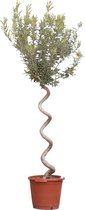 2 stuks! Olijfboom spiraalvorm Olea europaea 135 cm boom