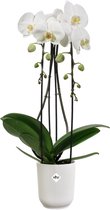 Elho Vibes Fold Orchid High 12,5cm - Orchid Pot Indoor - Pots de Fleurs Intérieur - 100% Plastique Recyclé - Blanc
