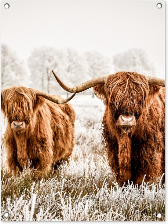 Tuinposter 60x80 cm - Tuindecoratie Schotse hooglander - Koe - Dieren - Poster voor in de tuin - Buiten decoratie - Schutting tuinschilderij - Tuindoek muurdecoratie - Wanddecoratie balkondoek